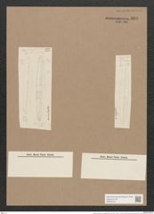 Navicula stuxbergii var. amphiglottis Grun. (de-Toni-Nr.: Genus 1, Species 386) Zeichnungen Sammlung Grunow Nr. 868 (NHMW-BOT-W0367315)